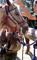 Horses